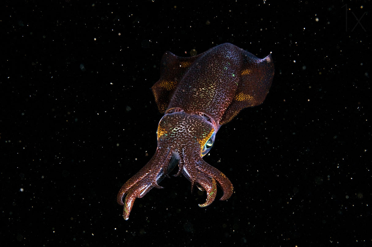 Squid in space Poster och Canvastavla