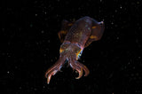 Squid in space Poster och Canvastavla