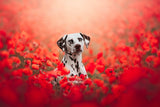 Poppy Poster och Canvastavla