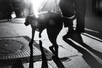 The dog saw that light Poster och Canvastavla