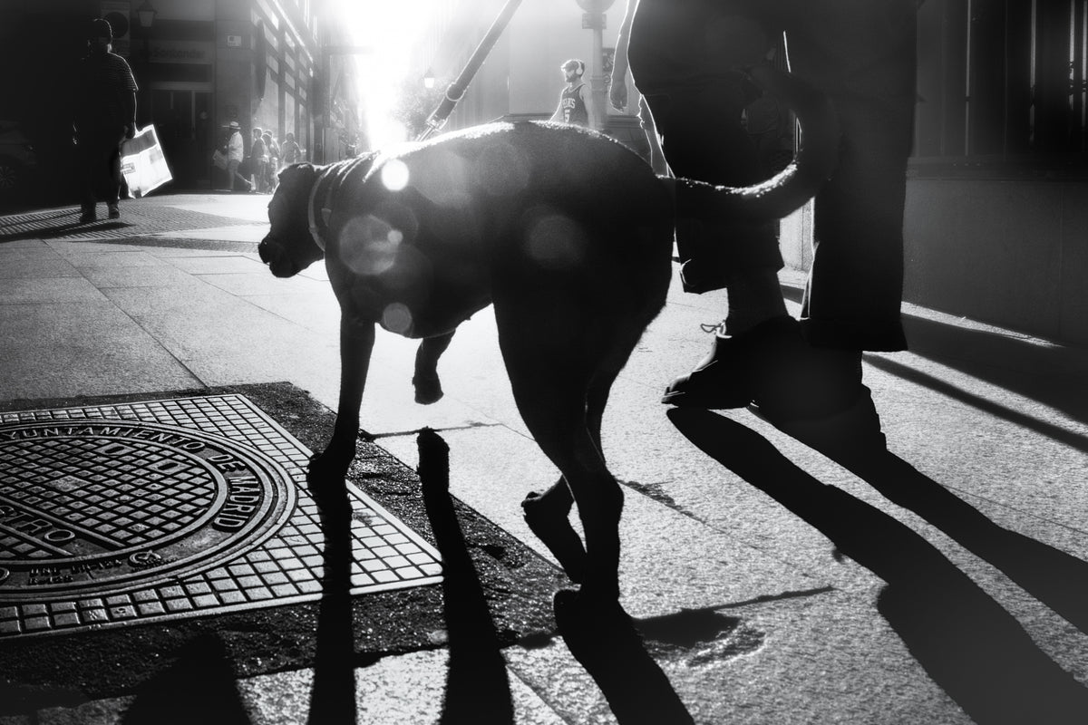 The dog saw that light Poster och Canvastavla