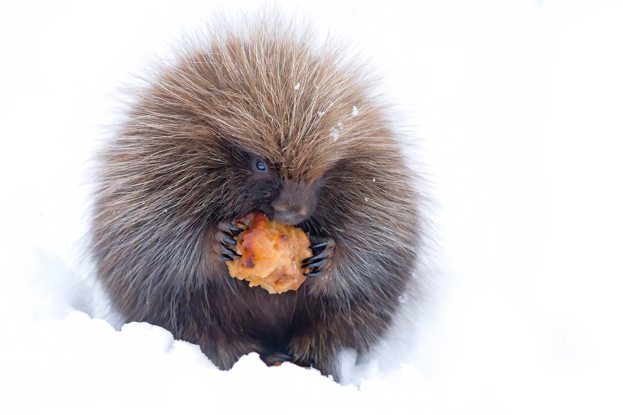 Porcupine with Apple Poster och Canvastavla