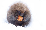 Porcupine with Apple Poster och Canvastavla