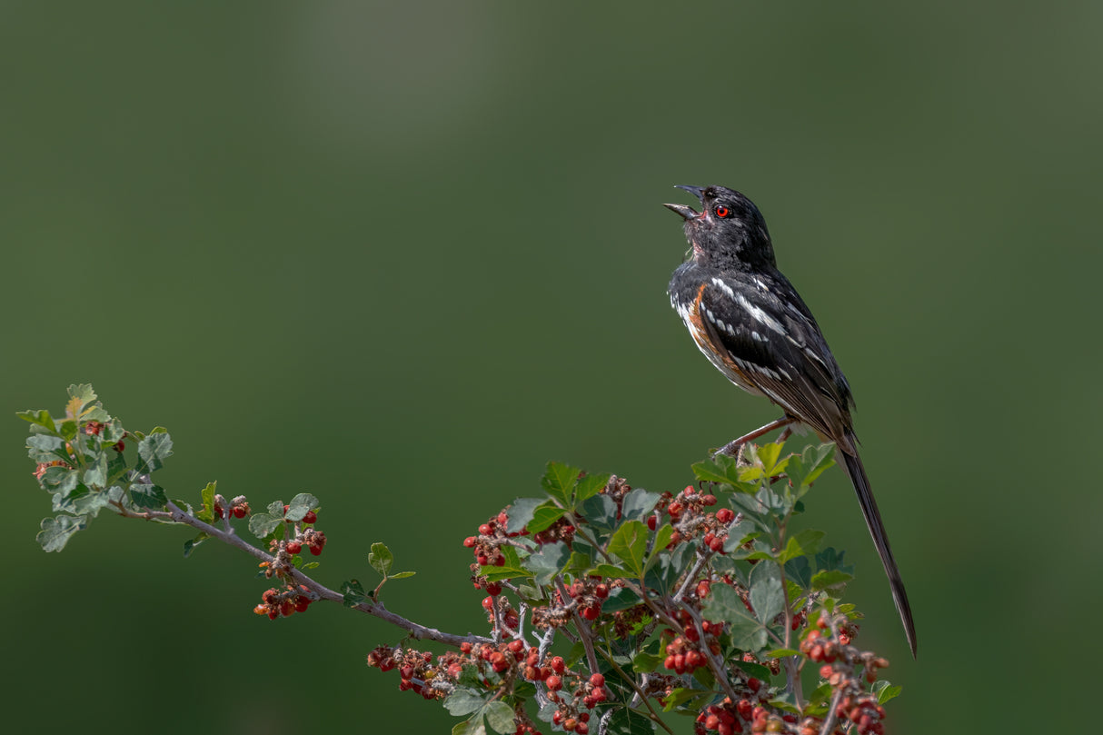Spotted towhee Poster och Canvastavla