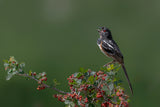 Spotted towhee Poster och Canvastavla