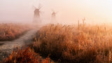 Morning mist Poster och Canvastavla