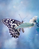 Butterfly in Softly Blue Poster och Canvastavla