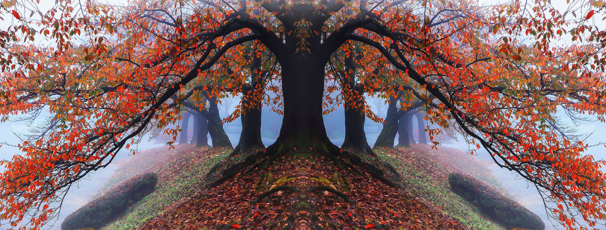 Autumn of Cherry Tree Poster och Canvastavla