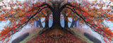 Autumn of Cherry Tree Poster och Canvastavla
