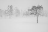 Tree in snowstorm Poster och Canvastavla