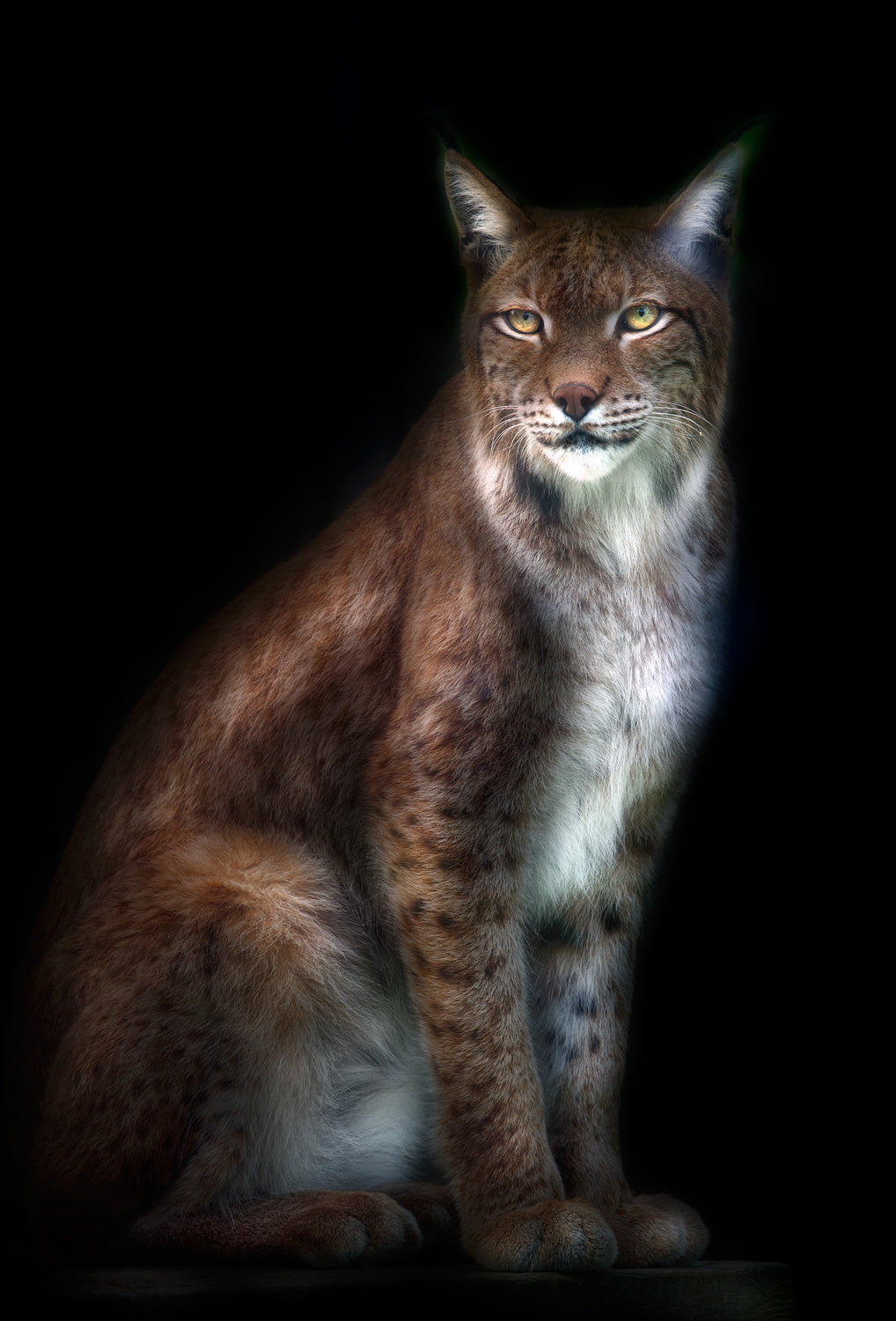 Lynx portrait Poster och Canvastavla