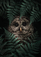 The Owl in Ferns Poster och Canvastavla