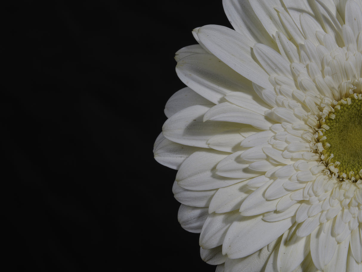 beautiful flower Poster och Canvastavla