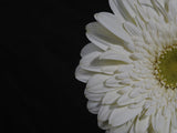 beautiful flower Poster och Canvastavla