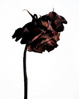 dried flower Poster och Canvastavla