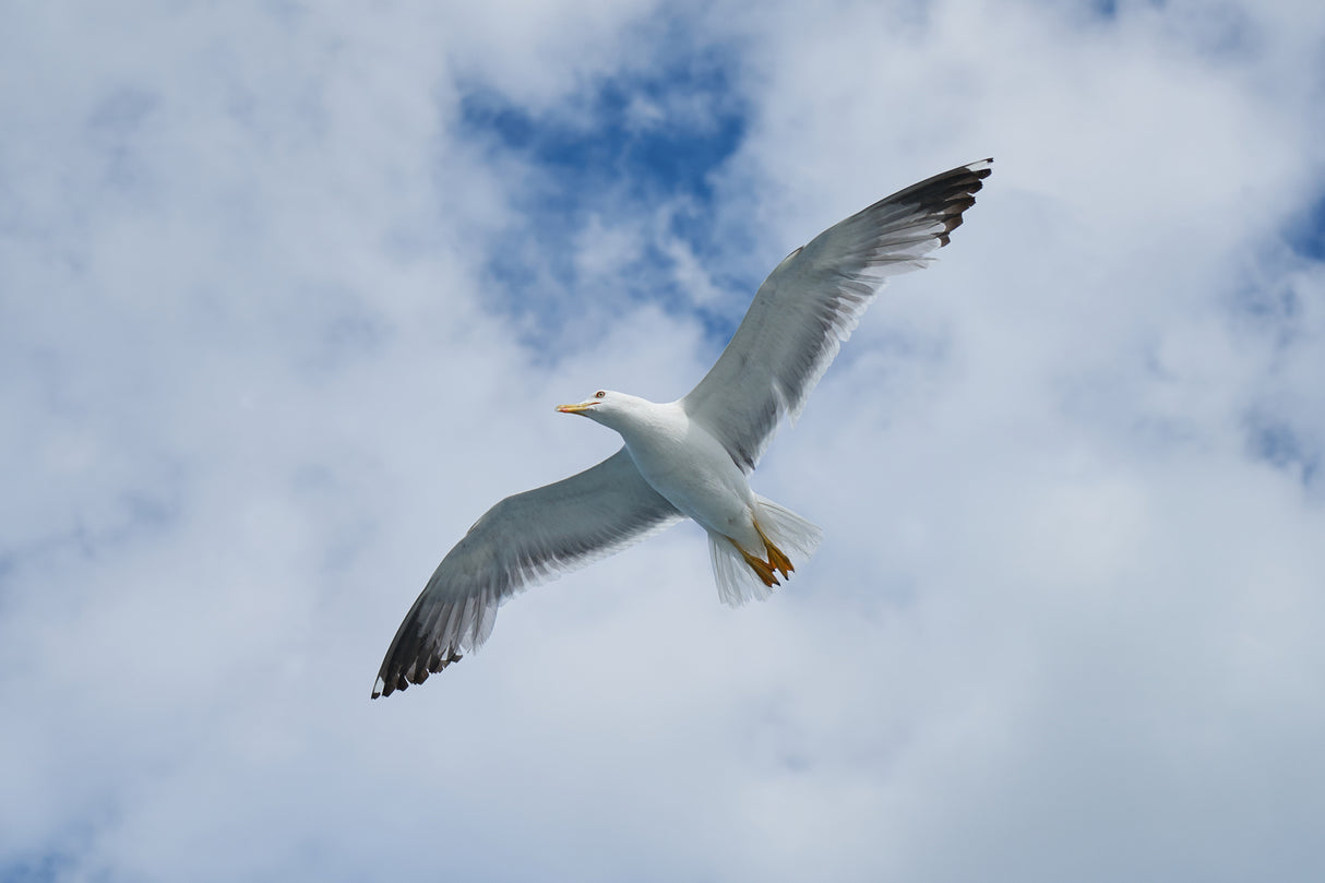 flying seagull Poster och Canvastavla