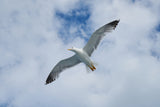 flying seagull Poster och Canvastavla