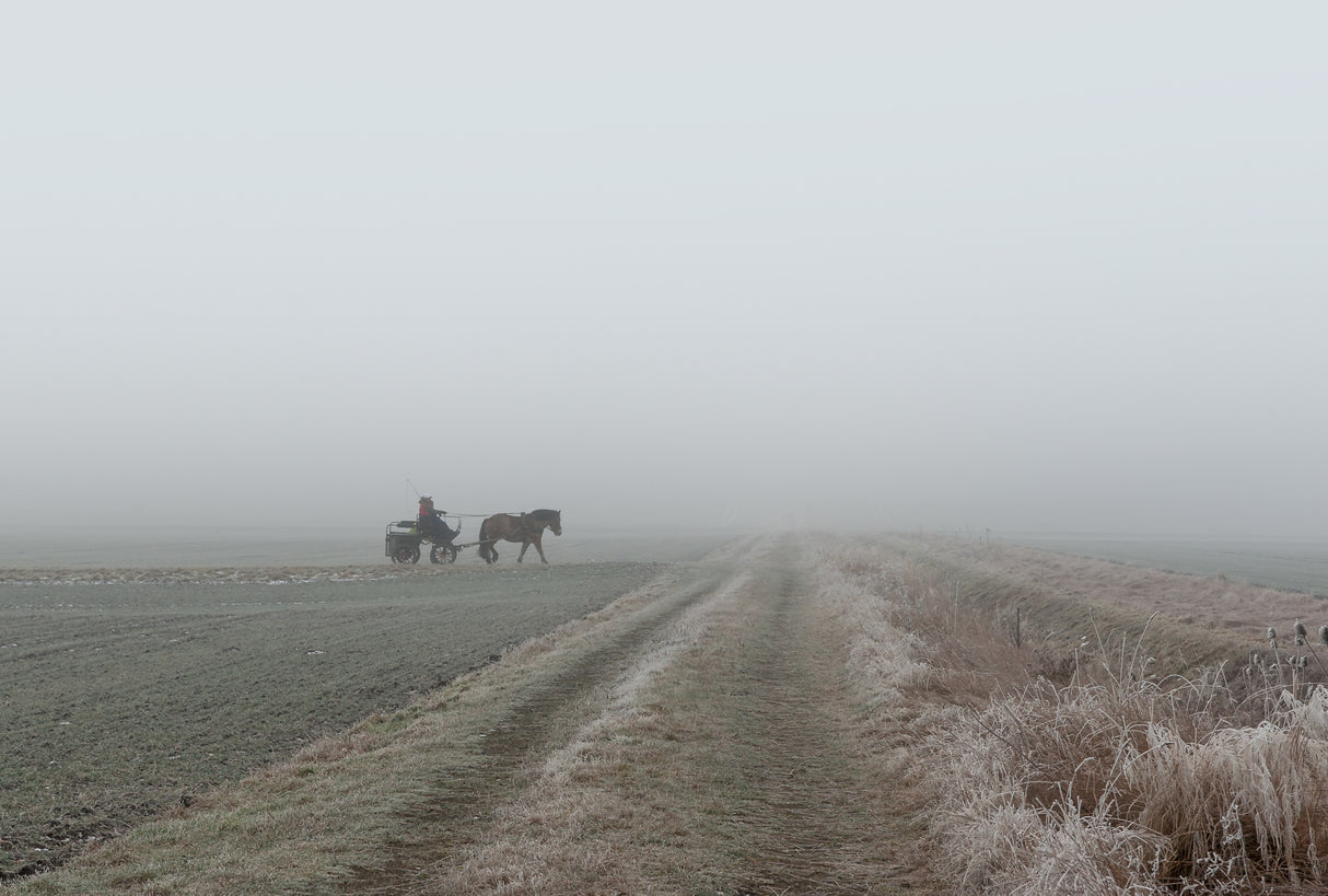Carriage in the fog Poster och Canvastavla