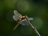 shining wings and bokeh Poster och Canvastavla