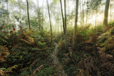 Foggy Woods II Poster och Canvastavla