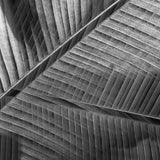 Banana lattice. Poster och Canvastavla