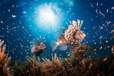 Lionfish Poster och Canvastavla