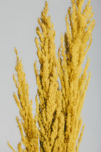 Yellow Grass Close Poster och Canvastavla