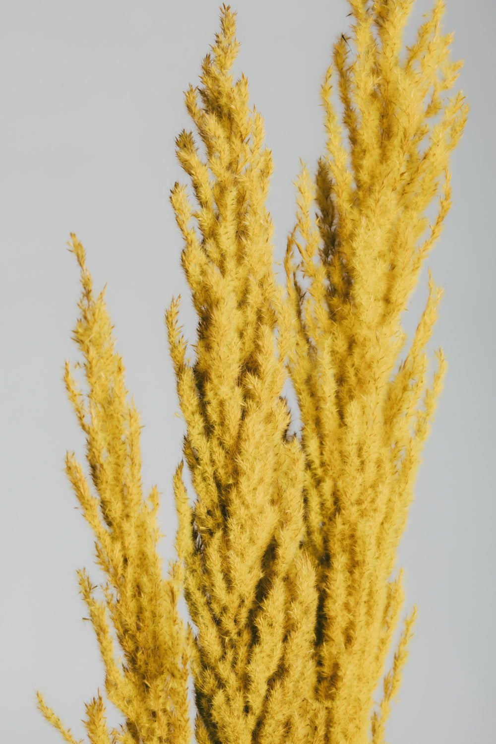 Yellow Grass Close Poster och Canvastavla