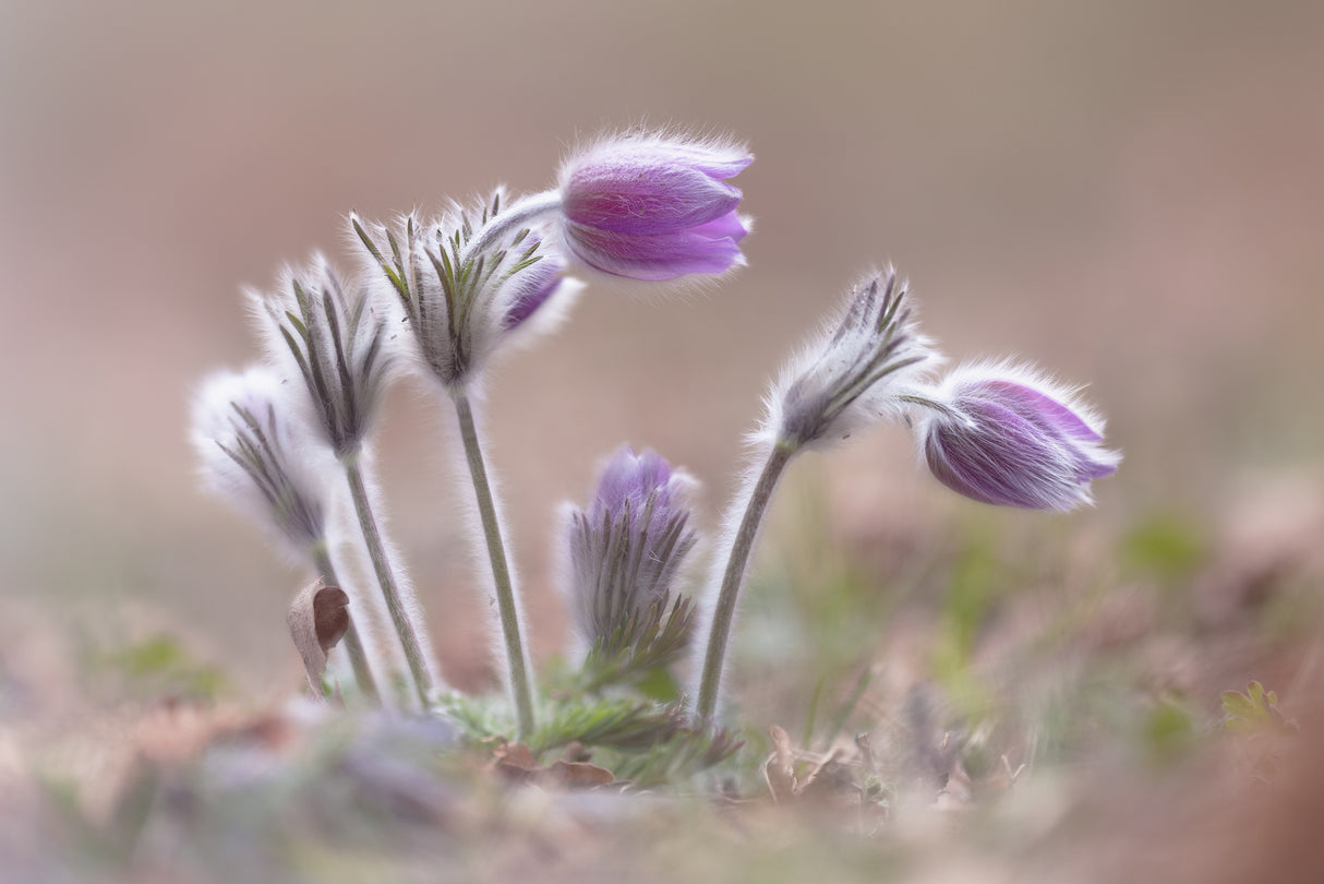 Mountain Pasqueflower Poster och Canvastavla