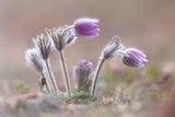 Mountain Pasqueflower Poster och Canvastavla