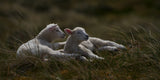 Dreaming lambs in the dunes Poster och Canvastavla