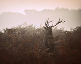 Longing for the great forest... Poster och Canvastavla