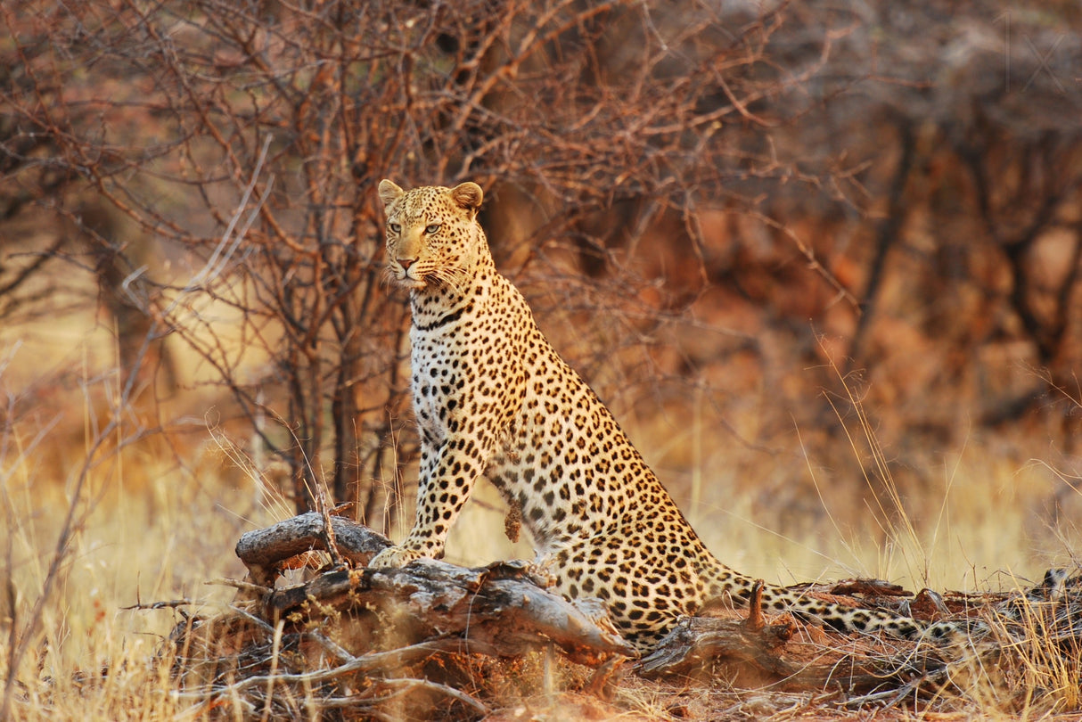 Queen of the Bush Poster och Canvastavla