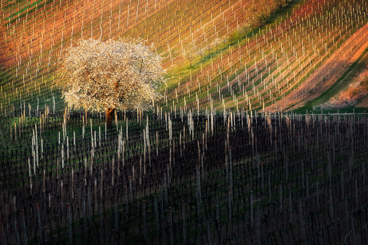 Tree in Moravian Tuscany Poster och Canvastavla