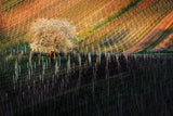 Tree in Moravian Tuscany Poster och Canvastavla