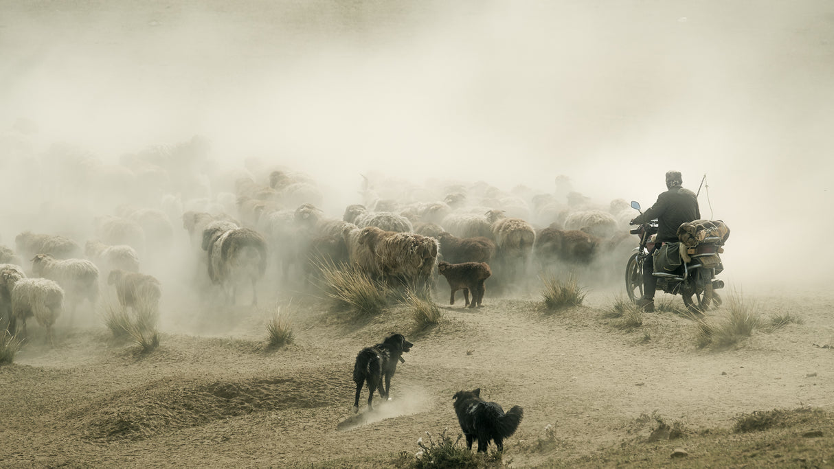 Ride a motorcycle to herd sheep Poster och Canvastavla