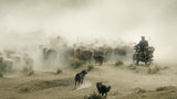Ride a motorcycle to herd sheep Poster och Canvastavla