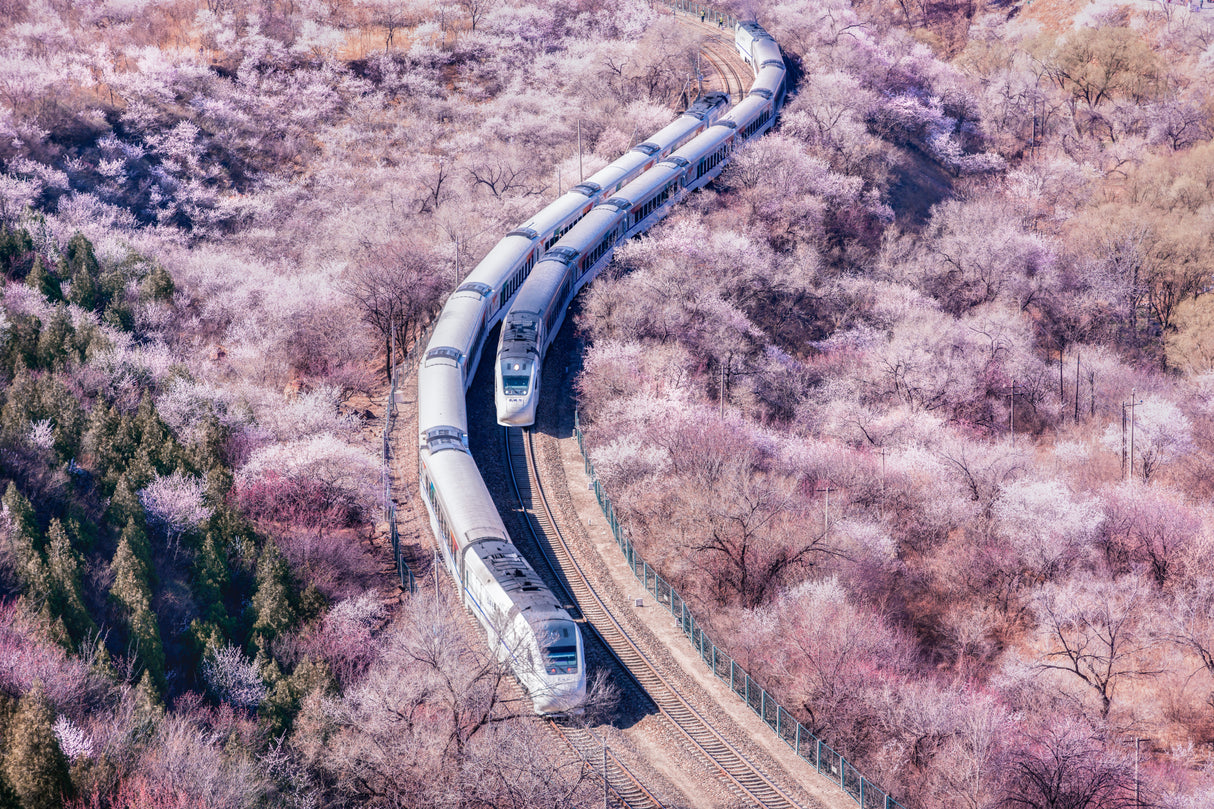 The Train to Spring Poster och Canvastavla