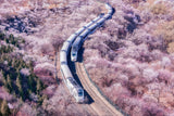 The Train to Spring Poster och Canvastavla