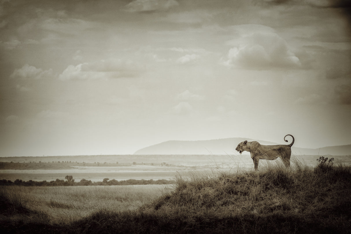 Lone Lioness Poster och Canvastavla