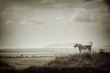 Lone Lioness Poster och Canvastavla