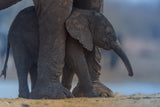 Elephant Calf with Mom Poster och Canvastavla