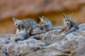 Fox family Poster och Canvastavla