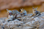 Fox family Poster och Canvastavla
