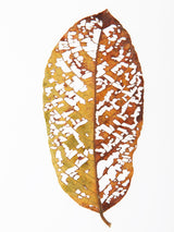 Rainforst Leaf 02 Poster och Canvastavla