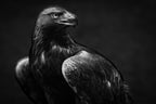 Golden Eagle Poster och Canvastavla