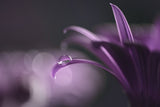Drops of jupiter Poster och Canvastavla