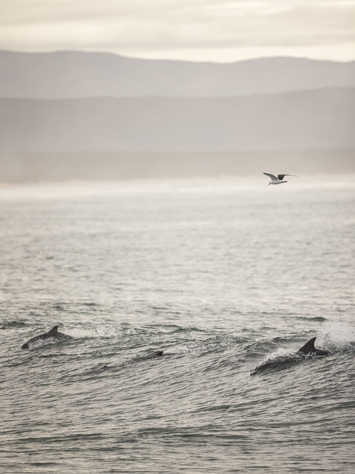 Dolphin Poster och Canvastavla