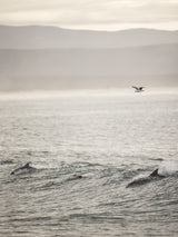 Dolphin Poster och Canvastavla