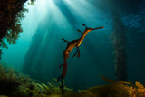 Enchanted Dragon Poster och Canvastavla